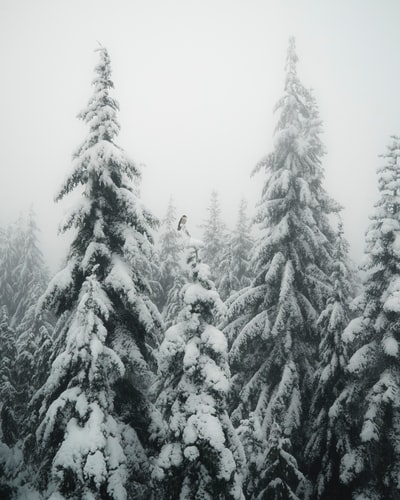 雪涂销树
